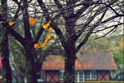 Inscrições abertas para concurso fotográfico do Festival da Primavera de Nova Petrópolis Inscrições abertas para concurso fotográfico do Festival da Primavera de Nova Petrópolis