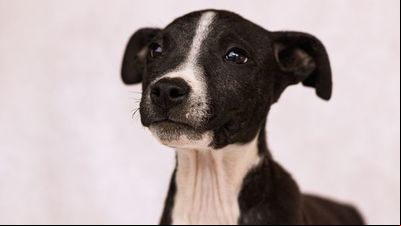 Adoção de animais é tema de projeto de curso de fotografia da Univates Adoção de animais é tema de projeto de curso de fotografia da Univates